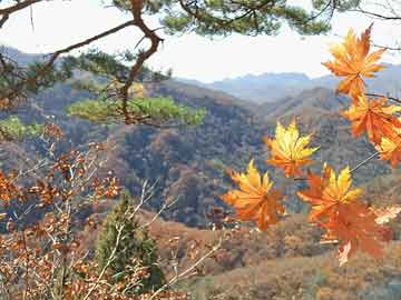 澳門最牛三肖三碼中特的優(yōu)勢,凈澈解答解釋落實_框架版17.103