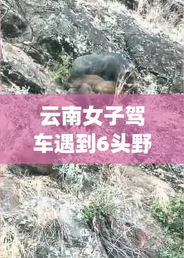 云南女子駕車奇遇，野豬掉落與自我成長的力量之旅