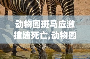 動物園斑馬應(yīng)激撞墻死亡事件，反思與評測