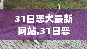 31日惡犬最新網(wǎng)站，學(xué)習(xí)、自信與快樂人生的共舞之旅