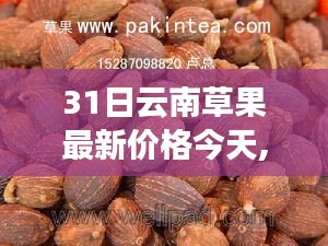 云南草果最新價(jià)格走勢(shì)分析與今日觀點(diǎn)探討，今日價(jià)格及趨勢(shì)分析