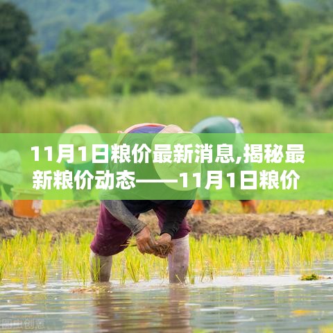 揭秘最新糧價動態(tài)，11月糧價分析與應對策略指南