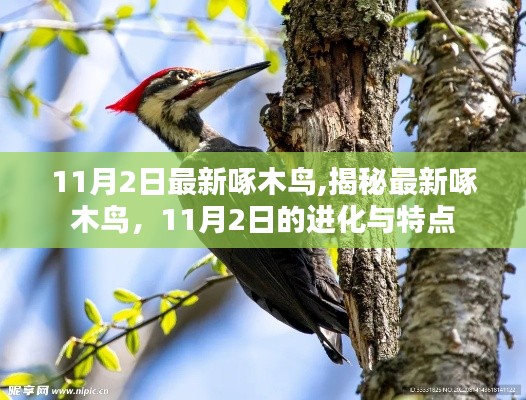 揭秘最新啄木鳥進(jìn)化與特點(diǎn)，11月2日的更新觀察