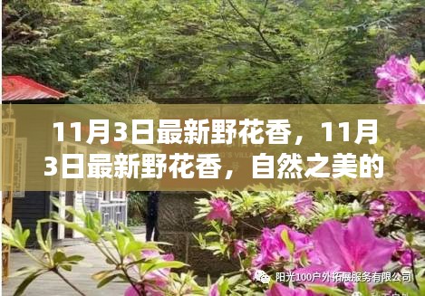 自然之美獨特韻味與體驗，最新野花香探索之旅（11月3日）