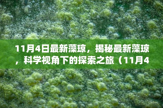 揭秘最新藻瓊，科學視角下的探索之旅（更新日期，11月4日）