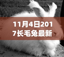 2017年11月長毛兔最新價(jià)格解析，特性、用戶體驗(yàn)與目標(biāo)用戶群體深度探討