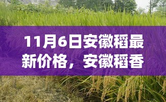 安徽稻香四溢，科技引領(lǐng)新稻價風(fēng)潮，安徽稻最新價格與科技產(chǎn)品體驗之旅（11月6日）