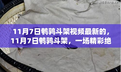 11月7日鵪鶉斗架精彩瞬間，鳥類決斗視頻全新呈現(xiàn)