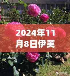 獨(dú)家解析，伊芙新品種綻放新篇章，重磅發(fā)布于2024年11月8日