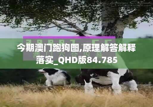 今期澳門跑狗圖,原理解答解釋落實(shí)_QHD版84.785