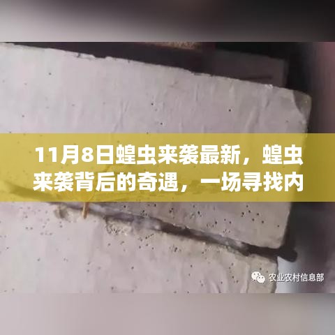 蝗蟲來襲背后的奇遇，尋找內(nèi)心平靜的奇妙旅程