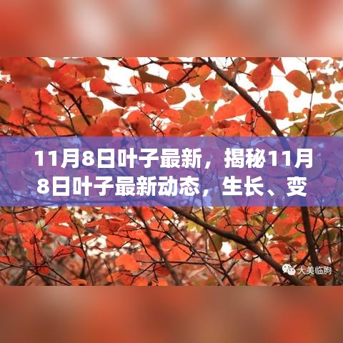 揭秘11月8日葉子最新動態(tài)，生長變化與觀察要點全解析