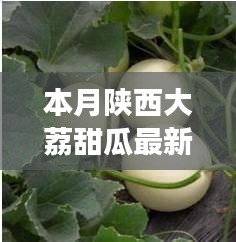 陜西大荔甜瓜最新價格走勢分析，本月市場動態(tài)及市場波動因素探討