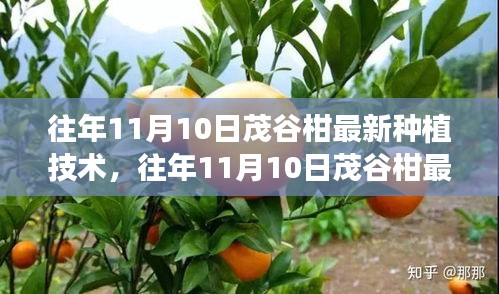 往年11月10日茂谷柑最新種植技術(shù)深度解析