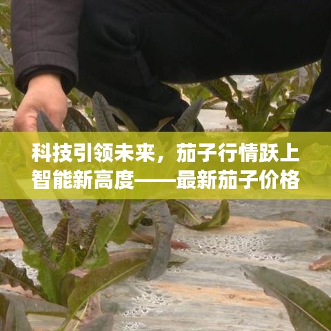 科技引領未來，茄子行情躍上智能新高度——最新茄子價格行情走勢解析與高科技產(chǎn)品體驗之旅