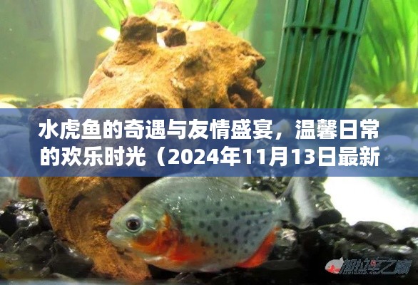 水虎魚的奇遇與友情盛宴，溫馨日常的歡樂時光（2024年11月13日最新）