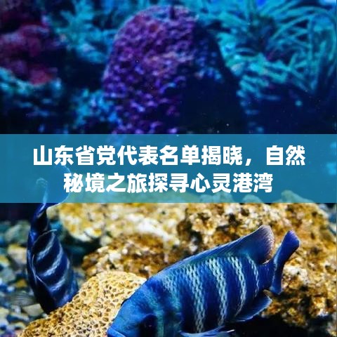 山東省黨代表名單揭曉，自然秘境之旅探尋心靈港灣