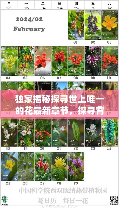 獨(dú)家揭秘探尋世上唯一的花最新章節(jié)，探尋背后的故事（2024年11月14日更新）