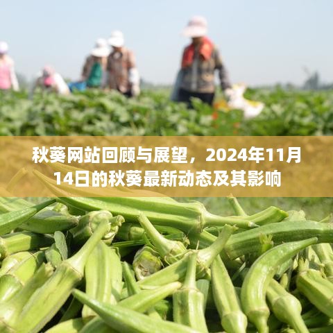 秋葵網(wǎng)站回顧與展望，2024年11月14日的秋葵最新動態(tài)及其影響