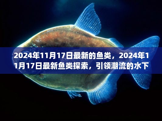 2024年11月18日 第75頁