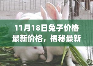 揭秘最新兔子市場趨勢，11月18日兔子價格深度解析與最新價格發(fā)布