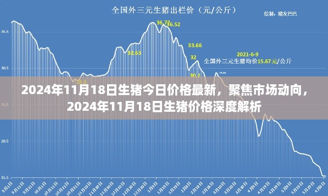 2024年11月18日生豬價格深度解析，市場動向聚焦