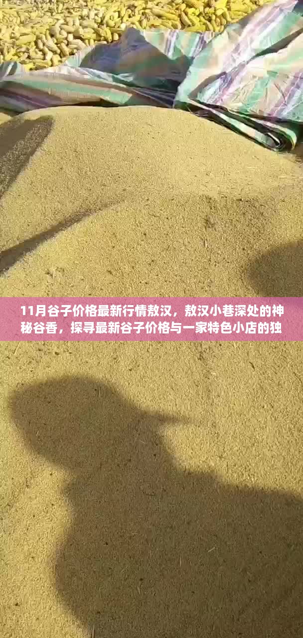 敖漢谷子最新行情揭秘，小巷深處的神秘谷香與特色小店魅力探尋