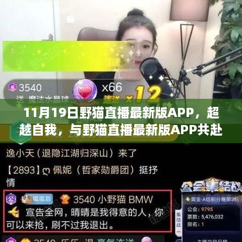 野貓直播最新版APP，探索知識海洋，無限可能超越自我