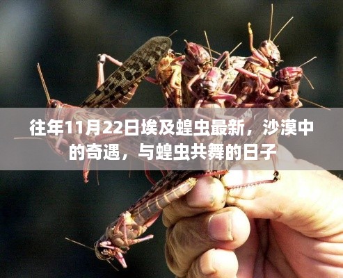 埃及蝗蟲最新動(dòng)態(tài)，沙漠中的奇遇與蝗蟲共舞的日子