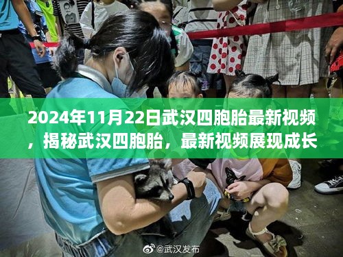 揭秘武漢四胞胎成長足跡的最新視頻（2024年11月22日）