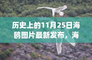 歷史上的今天，海鷗展翅翱翔，探尋內(nèi)心的寧靜之旅——最新海鷗圖片發(fā)布