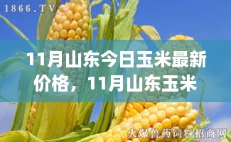 山東玉米最新行情分析，價格走勢、影響因素及前景探討