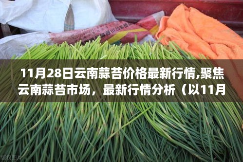 11月28日云南蒜苔價格最新行情分析，市場動態(tài)聚焦