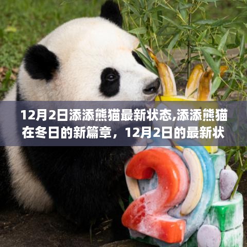 添添熊貓冬日新篇章，12月2日最新狀態(tài)揭秘