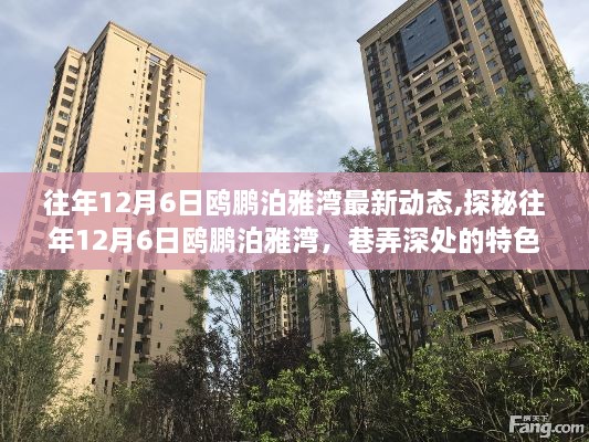 探秘往年12月6日鷗鵬泊雅灣，特色小店新動態(tài)揭秘