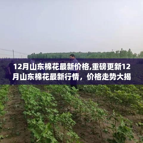 揭秘山東棉花市場(chǎng)，最新行情與價(jià)格走勢(shì)