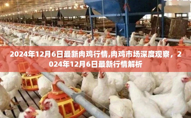 2024年12月6日肉雞市場深度觀察與行情解析