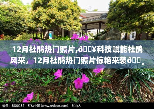 科技賦能杜鵑風采，12月杜鵑熱門照片精選