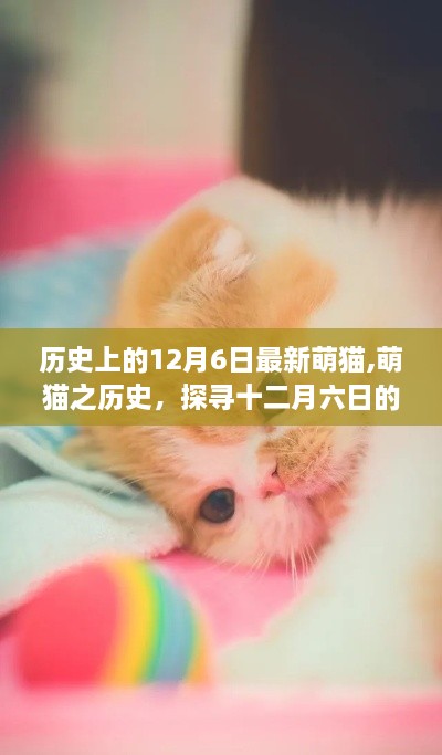 探尋萌貓歷史印記，十二月六日的獨(dú)特影響與印記最新萌貓盤點(diǎn)