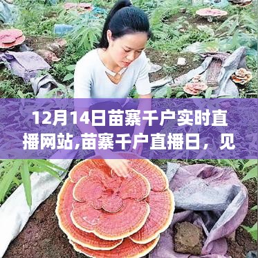 苗寨千戶直播日，見證變化的力量，自信與成就感的綻放時刻（12月14日實(shí)時直播）