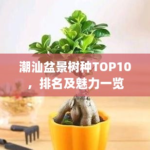 潮汕盆景樹(shù)種TOP10，排名及魅力一覽