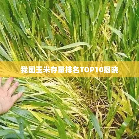 我國玉米存量排名TOP10揭曉