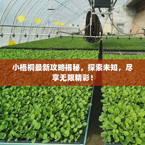 小梧桐最新攻略揭秘，探索未知，盡享無限精彩！