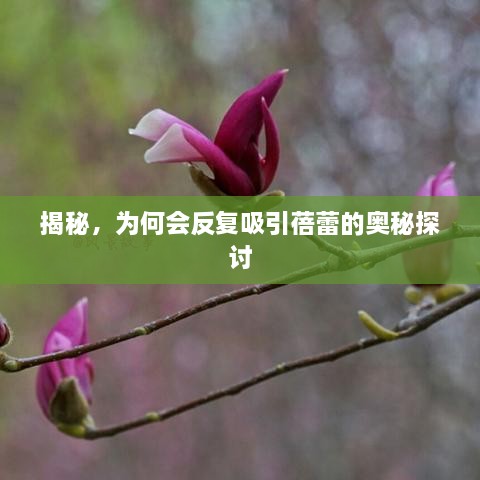 揭秘，為何會(huì)反復(fù)吸引蓓蕾的奧秘探討