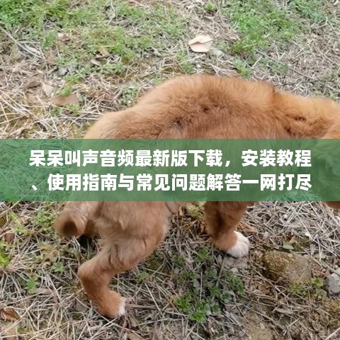 呆呆叫聲音頻最新版下載，安裝教程、使用指南與常見問題解答一網(wǎng)打盡