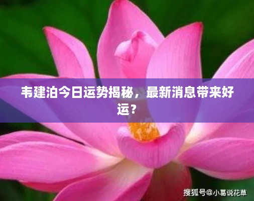 韋建泊今日運勢揭秘，最新消息帶來好運？