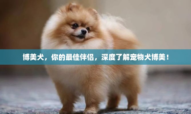 博美犬，你的最佳伴侶，深度了解寵物犬博美！