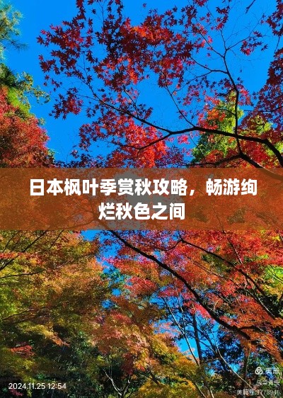 日本楓葉季賞秋攻略，暢游絢爛秋色之間