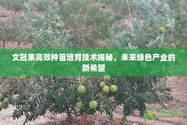 文冠果高效種苗培育技術揭秘，未來綠色產(chǎn)業(yè)的新希望