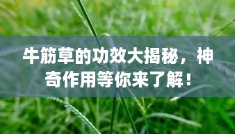 牛筋草的功效大揭秘，神奇作用等你來了解！